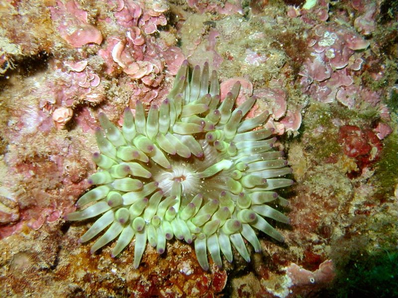 anemone-charnue-et-algue-coralligene