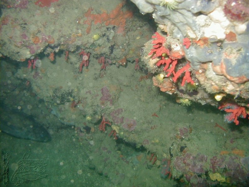 corail-rouge-et-mostelle