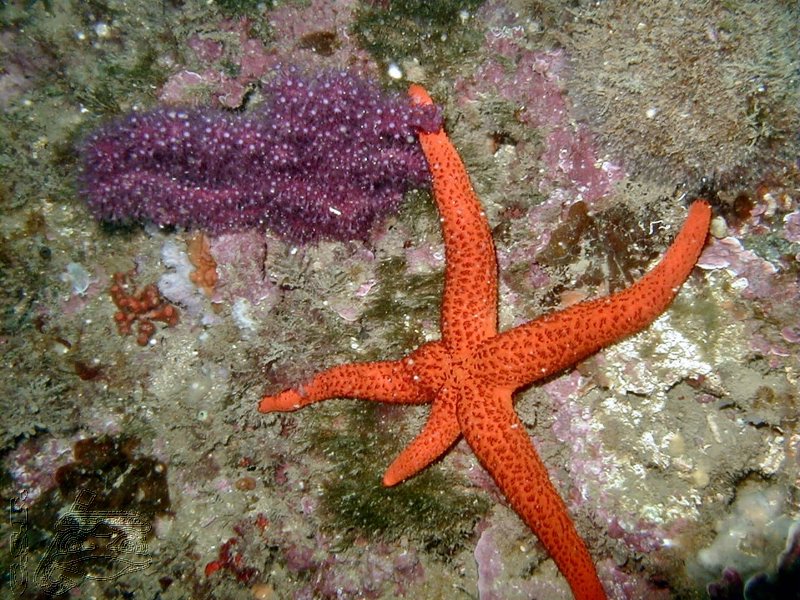 gorgone-rouge-et-etoile-de-mer-rouge