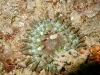anemone-charnue-01
