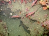 anthias-mostelle-et-corail-rouge
