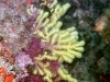 gorgone-bicolore-rouge-et-jaune-01